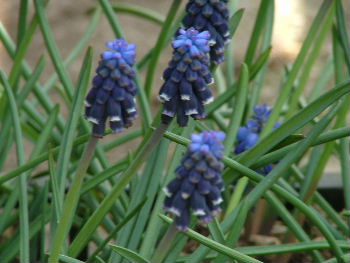 Muscari neglectum Troshyacint bestellen